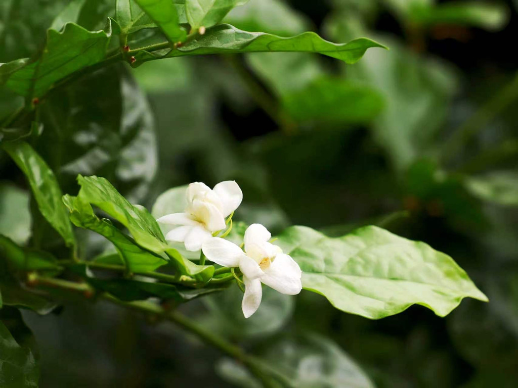 横州茉莉花。受访单位供图
