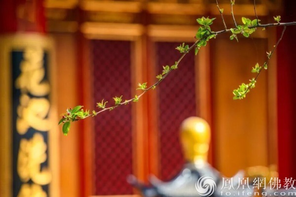 图片来源：凤凰网佛教文化 摄影：十愿