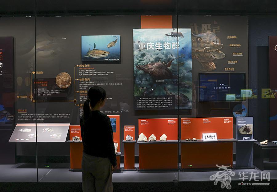 市民观看鱼形动物化石展出。第1眼TV-华龙网记者 李文科 摄