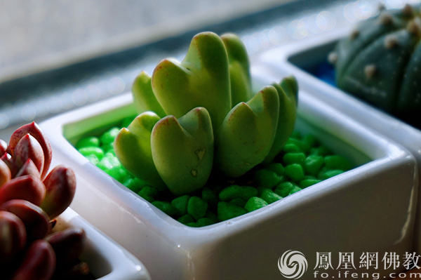 图片来源：凤凰网佛教文化 摄影：闫秀勇