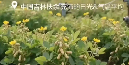 良品铺子的花生“长在树上” - 经济观察网 - 专业财经新闻网站