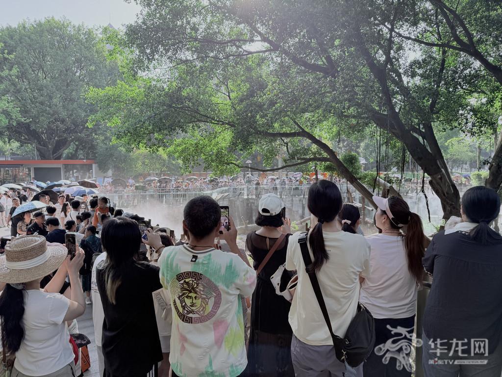 重庆动物园里的大熊猫备受市民追捧。第1眼TV-华龙网记者 谢鹏飞摄