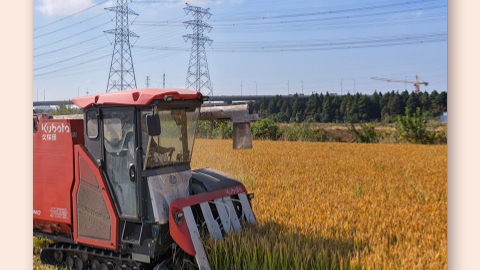 国家统计局:全年全国粮食产量14298亿斤