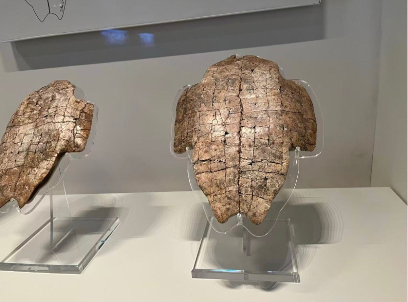 安阳识骨记:三千年文明的当代回响|十月行记