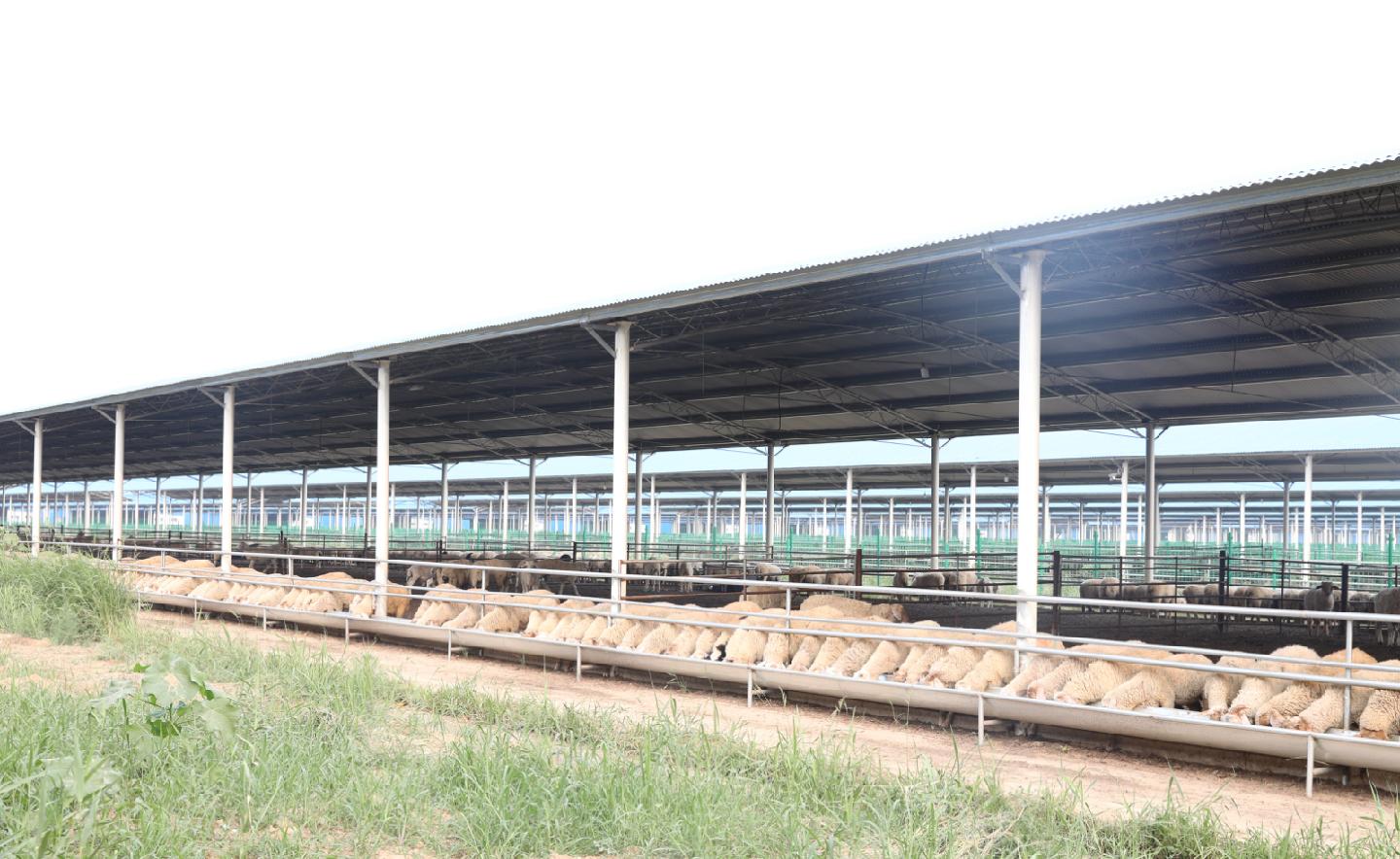 金融助力小滩羊蜕变品牌羊,书写养殖致富新篇章——丰收背后的故事与启示