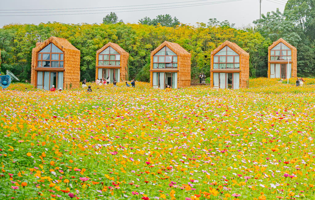 璧山区七塘镇格桑花花海木屋。重庆市生态环境局供图