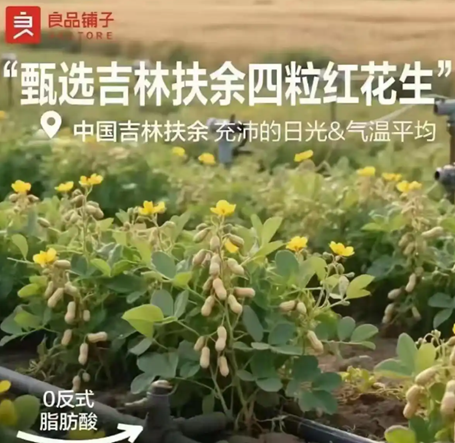 良品铺子的花生“长在树上”