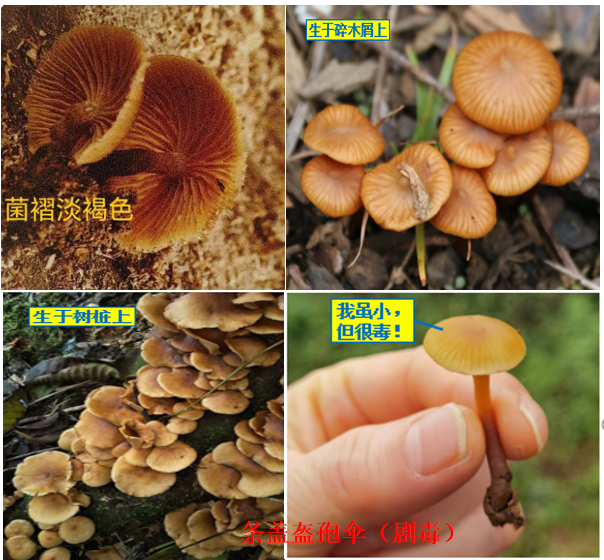 条盖盔孢伞。重庆疾控供图
