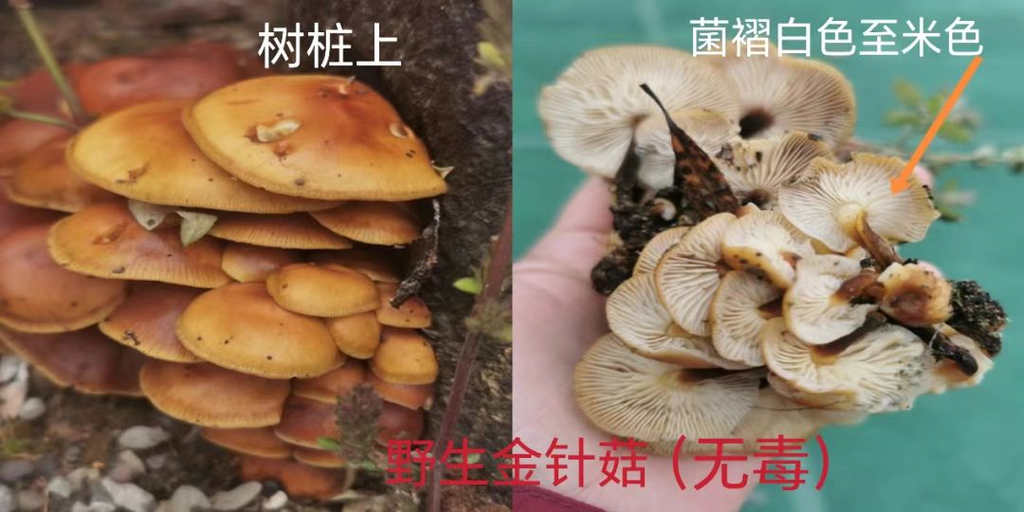 野生金针菇。 重庆疾控供图
