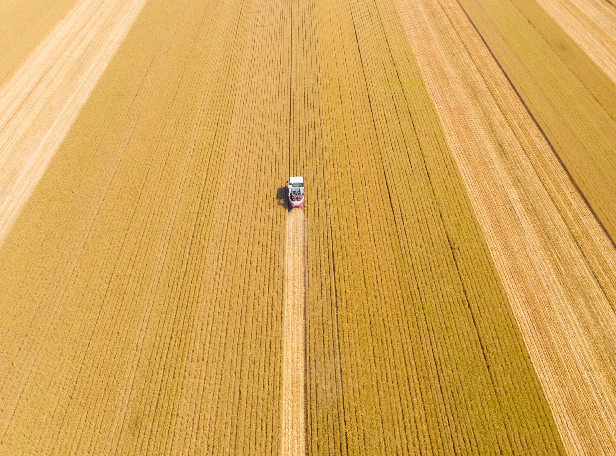 金融育“芯”兴种业：一粒麦如何映照农业新质生产力？