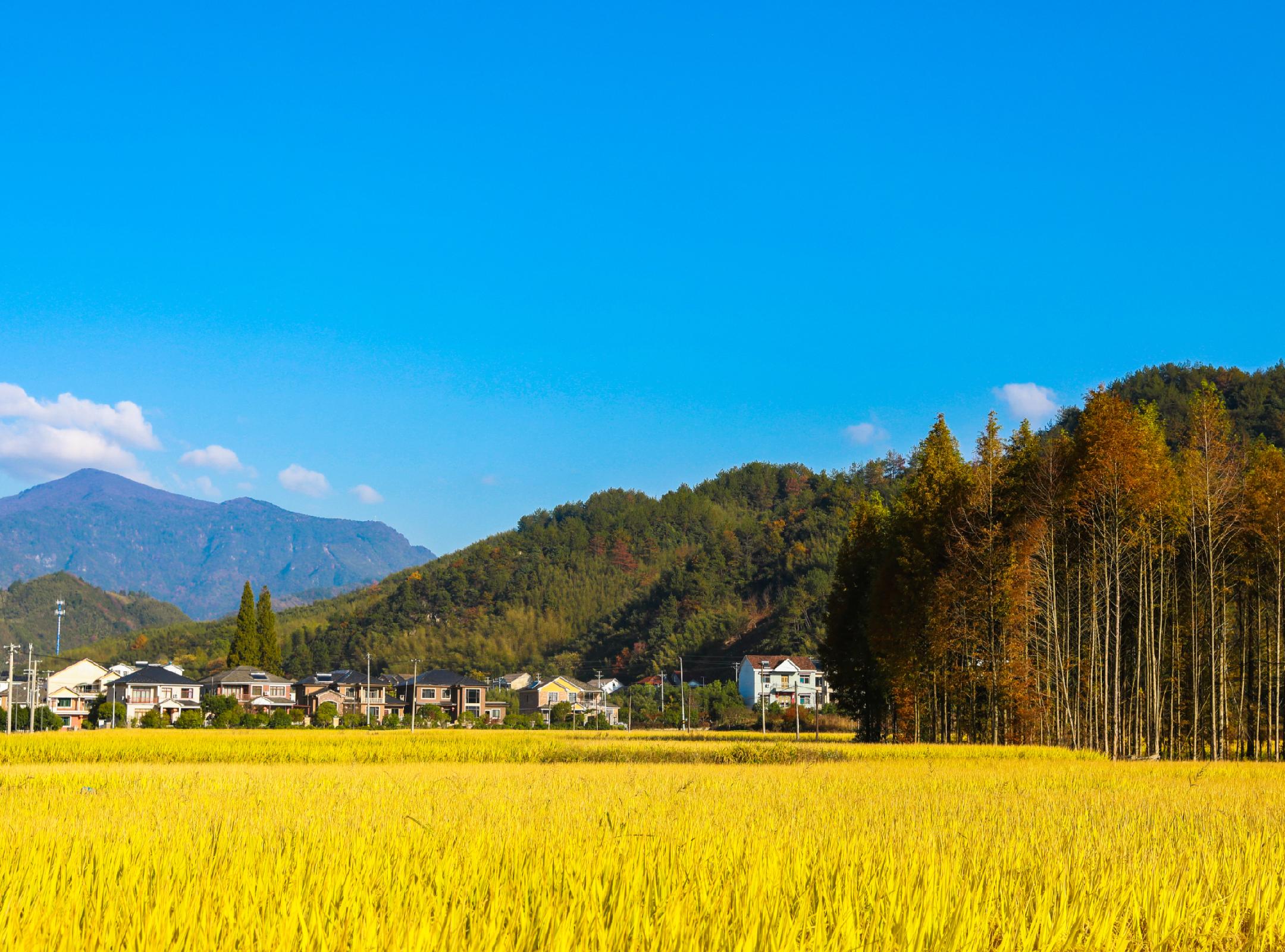 深耕源头：夯实种业“芯片”之基