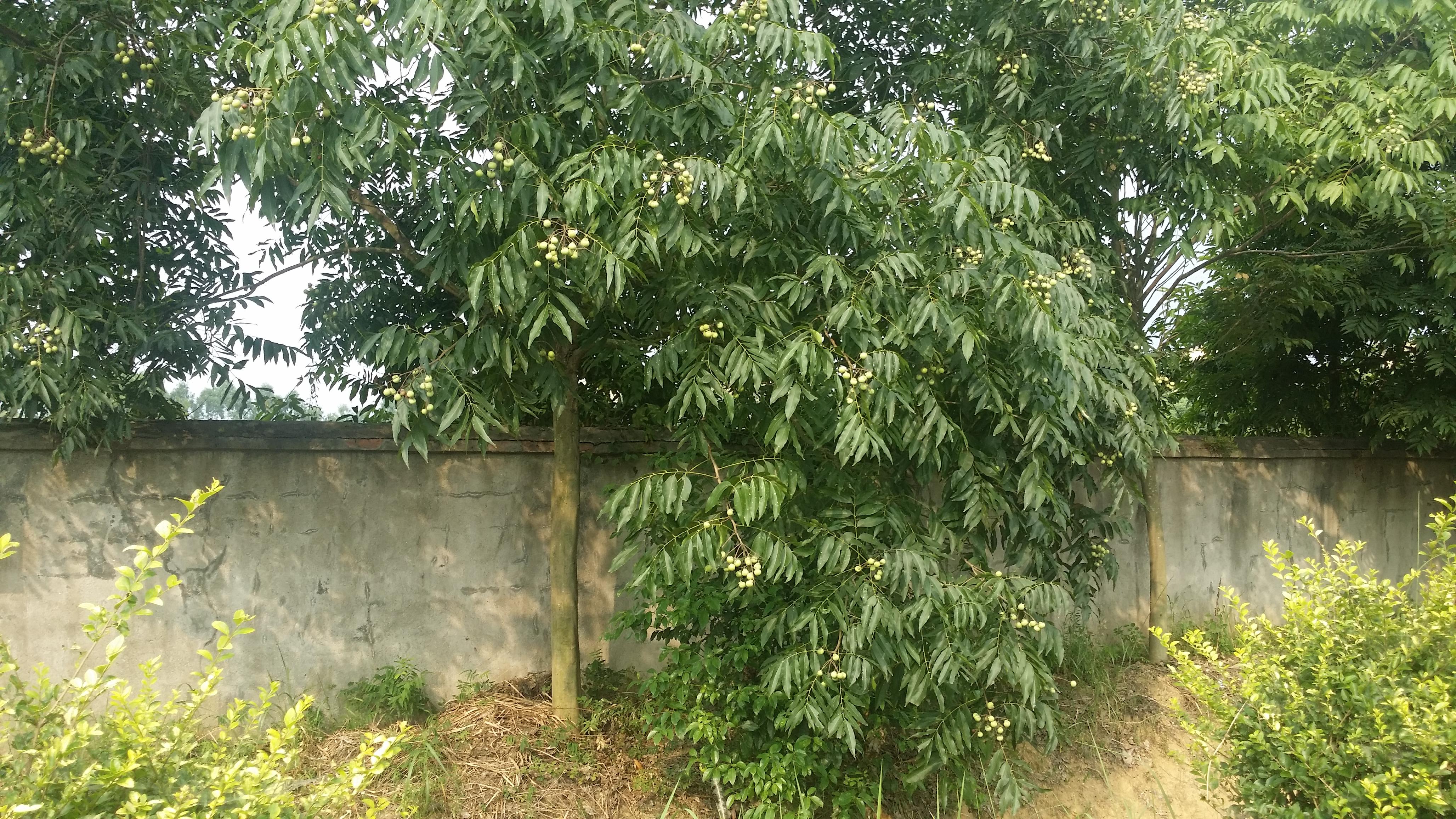 菩提树与无患子 - 经济观察网 － 专业财经新闻网站