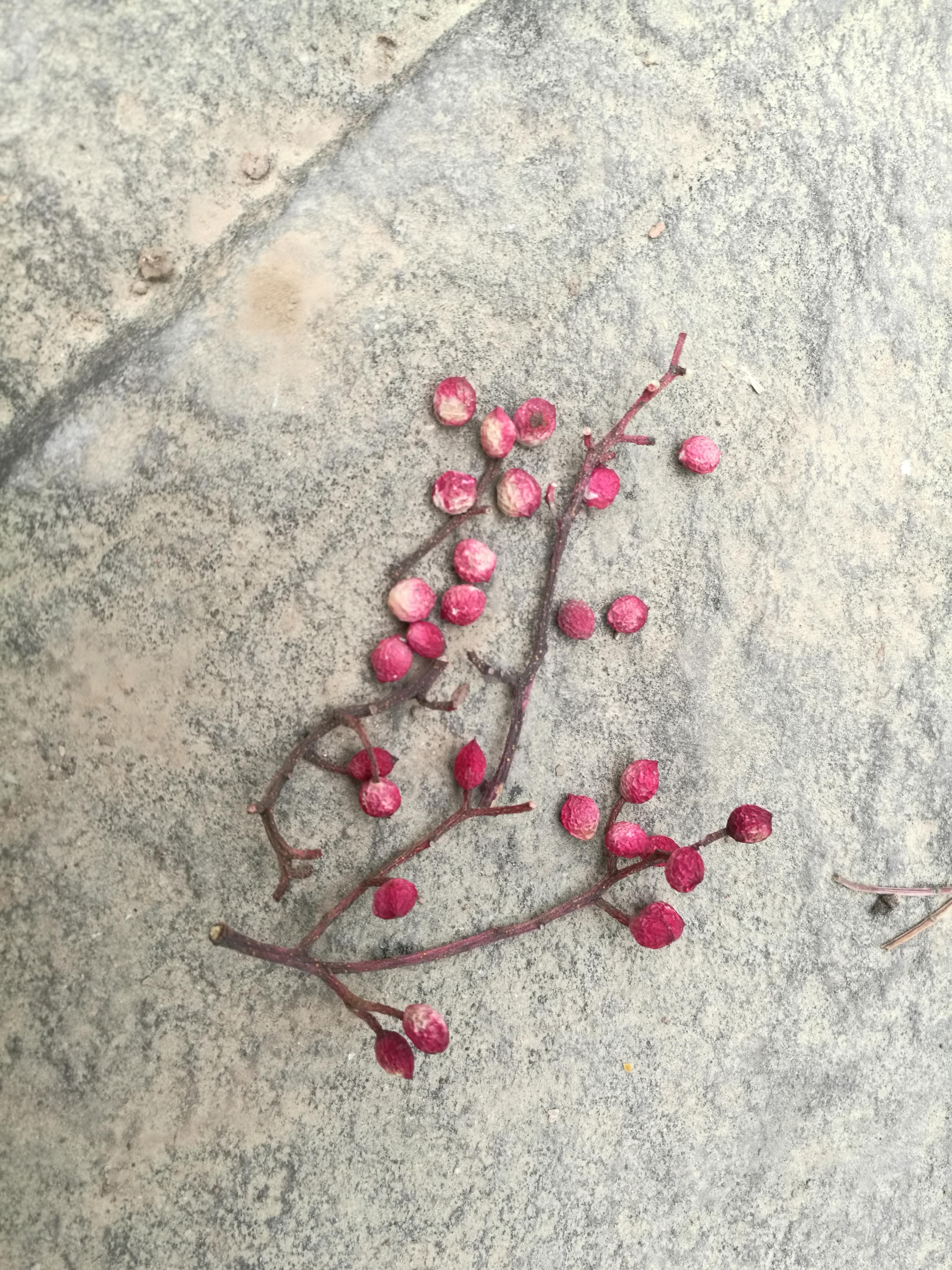 孔林的楷木(黄连木)有什么用(四)?