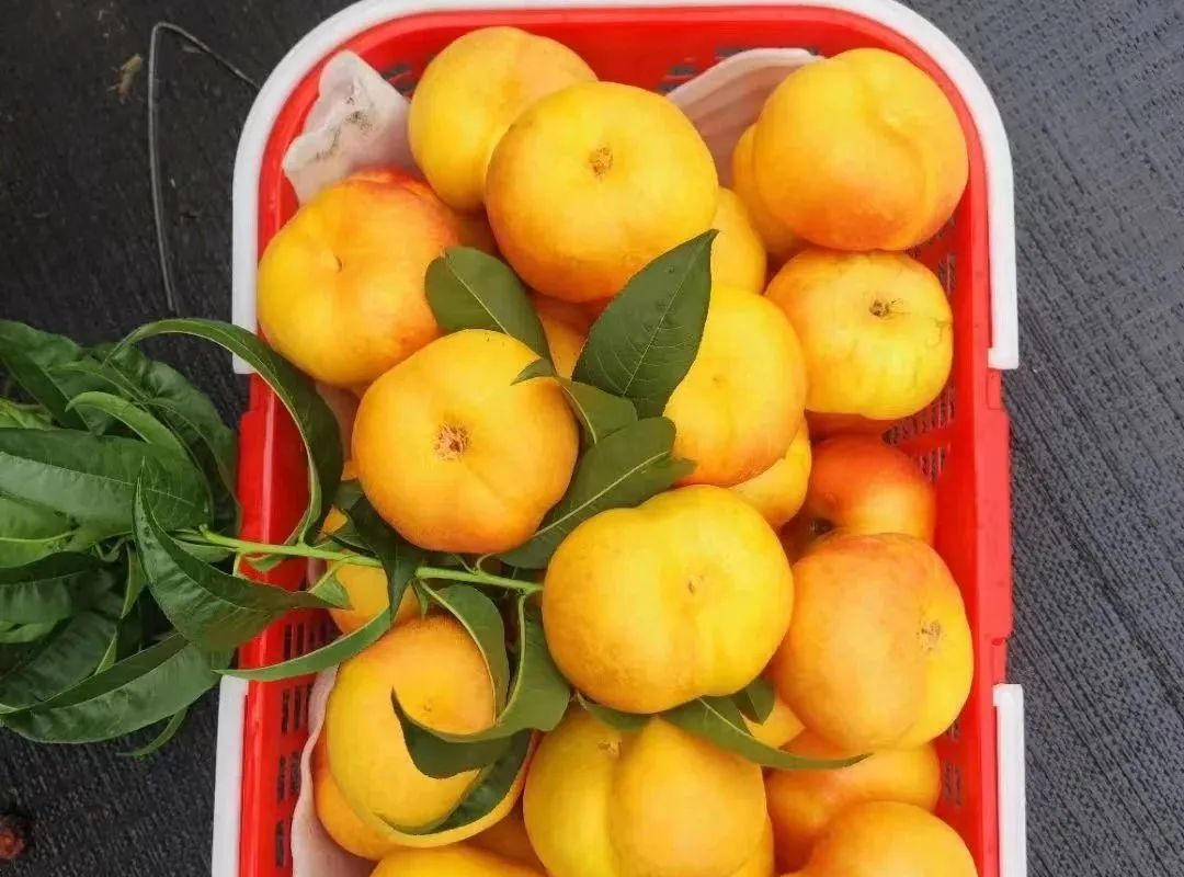 像蜜一样的黄金蟠桃，我敢打赌你没吃过！