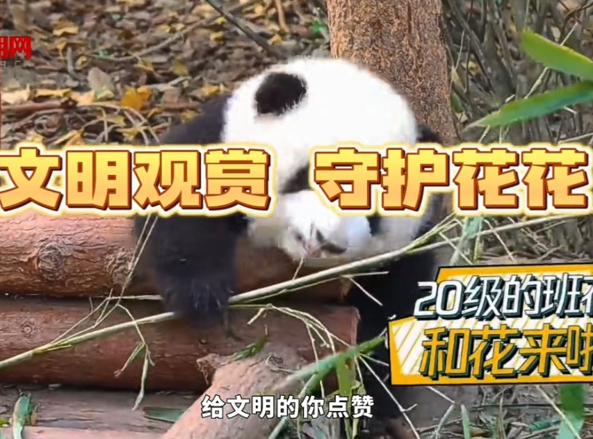 共赴大运之约 | “花花”喊你果赖！