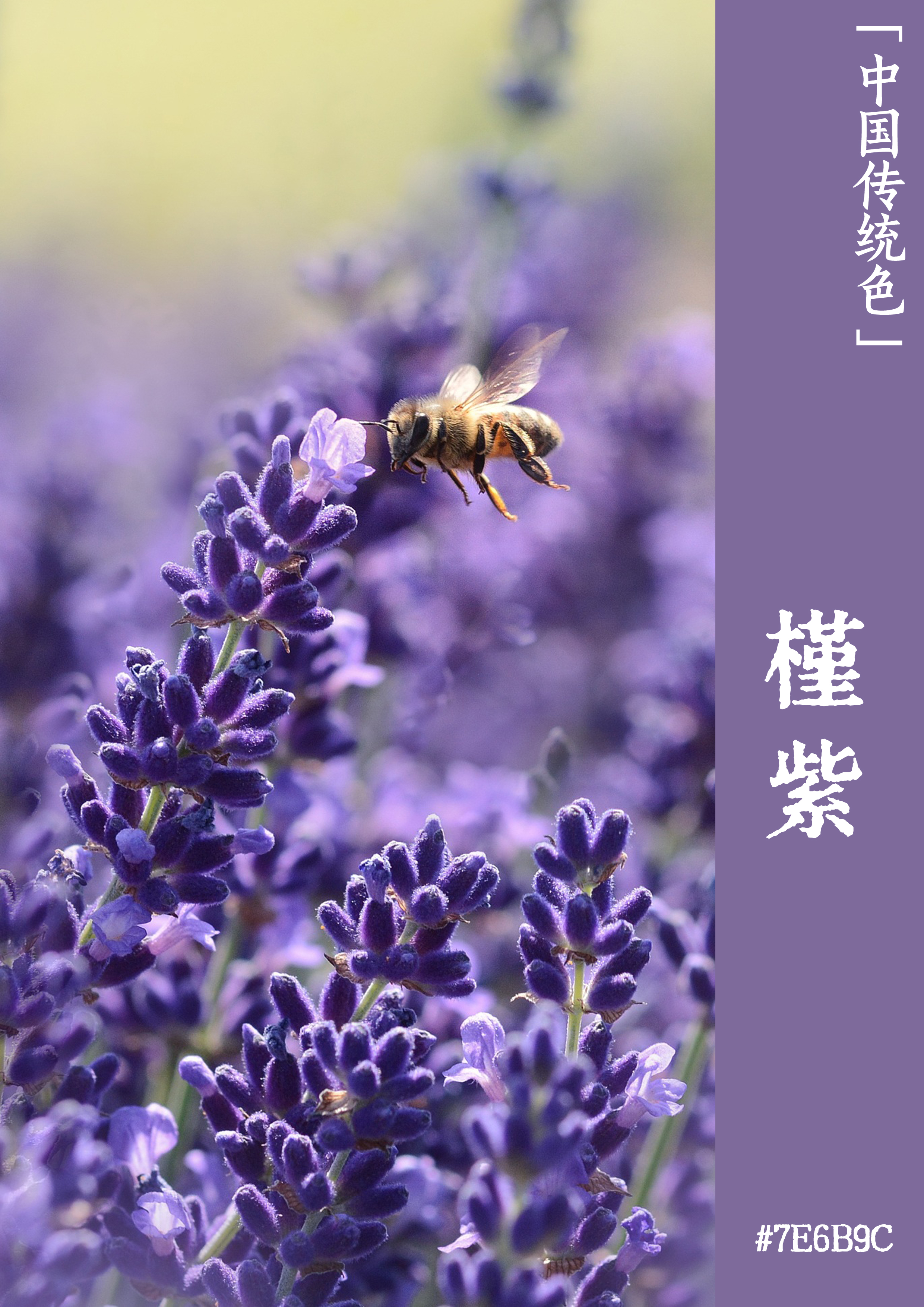 紫色魅力李白为什么爱紫色文物中的中国传统色